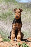 AIREDALE TERRIER 230